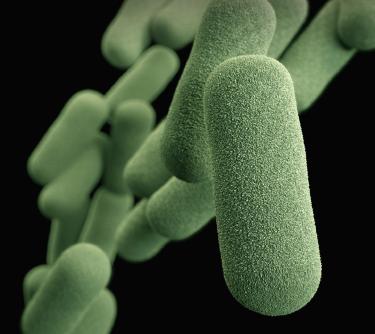 Gut Microbiome Testing: Personalize Your Diet with Science