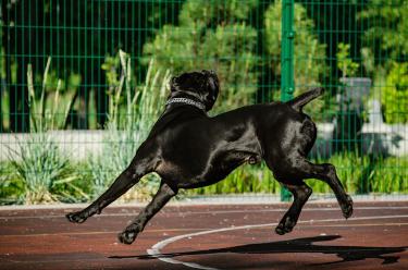 Animal Flow Workouts Build Primal Strength and Mobility